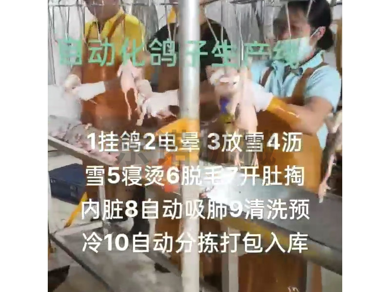 鸽流水线