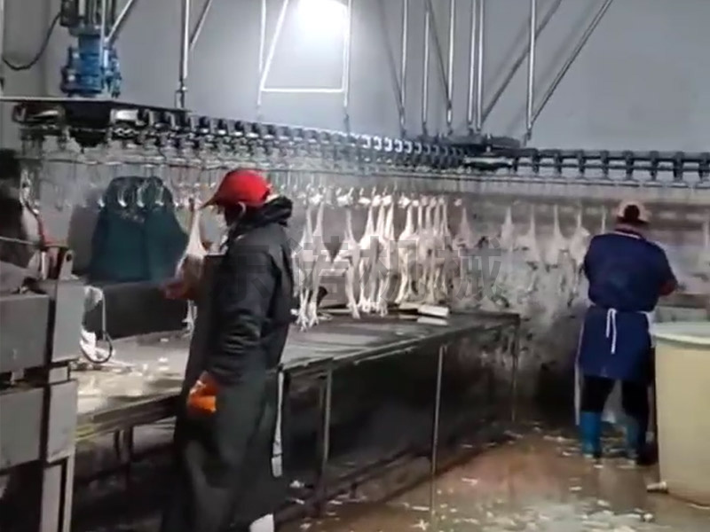 白羽肉鸡脱毛线